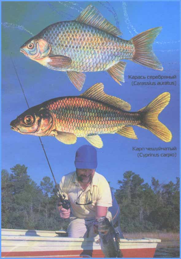 Популярные рыболовные приманки - Красные червячки для рыбалки